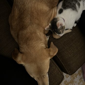 Cat Dog Care - Walter and Cleopatra - when Cat watched them - Pet Training Near Me