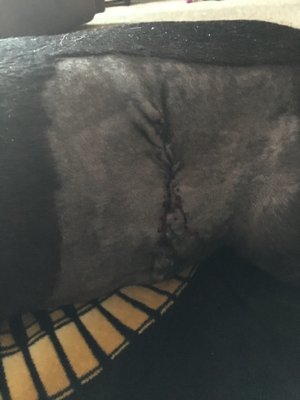 Bellemore Animal Hospital by null