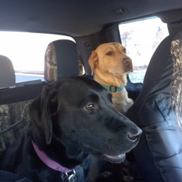 Two happy girls ready for their petsmart adventure. p.s. They are labradorable