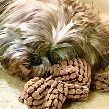 Murrysville Veterinary Associates - Bailey snoozing 2020 - Veterinarians Near Me - Monroeville, Pennsylvania Murrysville Veterinary Associates - Bailey snoozing 2020 - Veterinarians Near Me - Monroeville, Pennsylvania