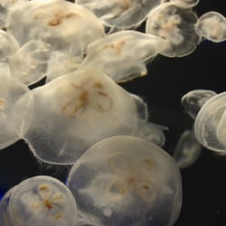 L'Aquarium du Cap d'Agde - Aquarium du Cap d'Agde
