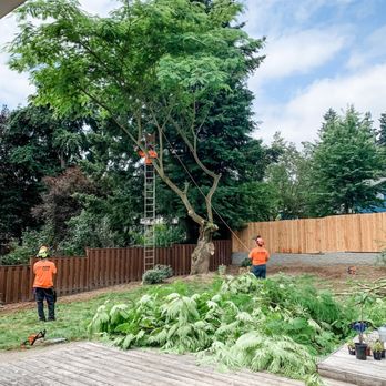 Colt Tree Service - Tree Services Near Me - Portland, Oregon