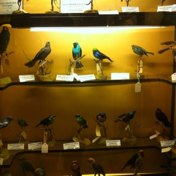 Vanderbilt Museum - Part of the bird collection - Museums Near Me - Centerport, New York Vanderbilt Museum - Part of the bird collection - Museums Near Me - Centerport, New York