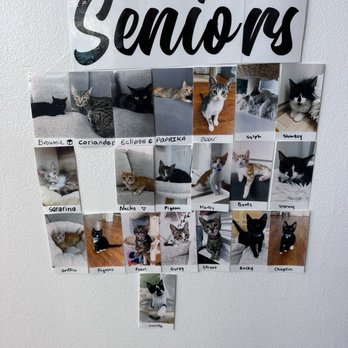Mini Cat Town - Pet Adoption Near Me - Palo Alto, California Mini Cat Town - Pet Adoption Near Me - Palo Alto, California