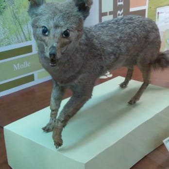 Museo de Ciencias Naturales - Some really... good... taxidermy. - Museums Near Me - Córdoba, X