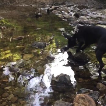 Michael D. Antonovich Trail - My dog enjoying the trail with me. Overcoming his fear of water. - Hiking Near Me - San Dimas, California