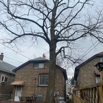 Sasquatch Tree & Stump - Tree Services Near Me - Minooka, Illinois Sasquatch Tree & Stump - Tree Services Near Me - Minooka, Illinois