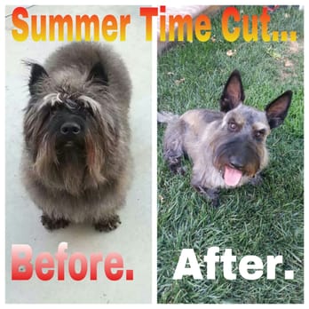 Happy Tails Pet Spa - Thanks... - Pet Groomers Near Me - Fontana, California Happy Tails Pet Spa - Thanks... - Pet Groomers Near Me - Fontana, California
