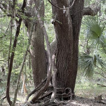 Paynes Prairie Preserve State Park - Uniquely formed trees - Parks Near Me - Micanopy, Florida