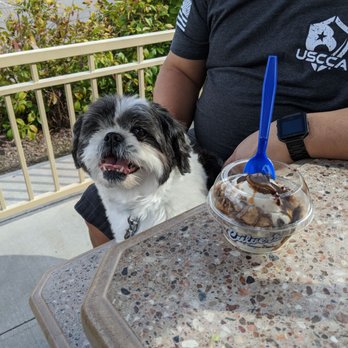 Culver's - The frozen Custard was delish! Chocolate, peanut butter and caramel - Ice Cream & Frozen Yogurt Near Me - St. George, Utah