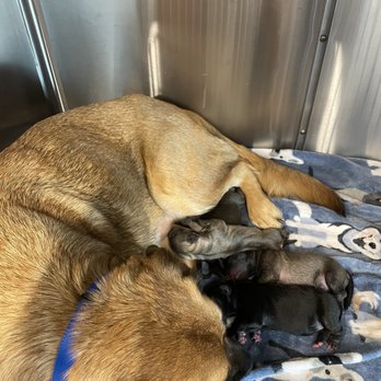VEG ER for Pets - Mako with her new puppies - Emergency Pet Hospital Near Me - Fort Worth, Texas VEG ER for Pets - Mako with her new puppies - Emergency Pet Hospital Near Me - Fort Worth, Texas
