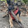 Photo of Bay Walkies