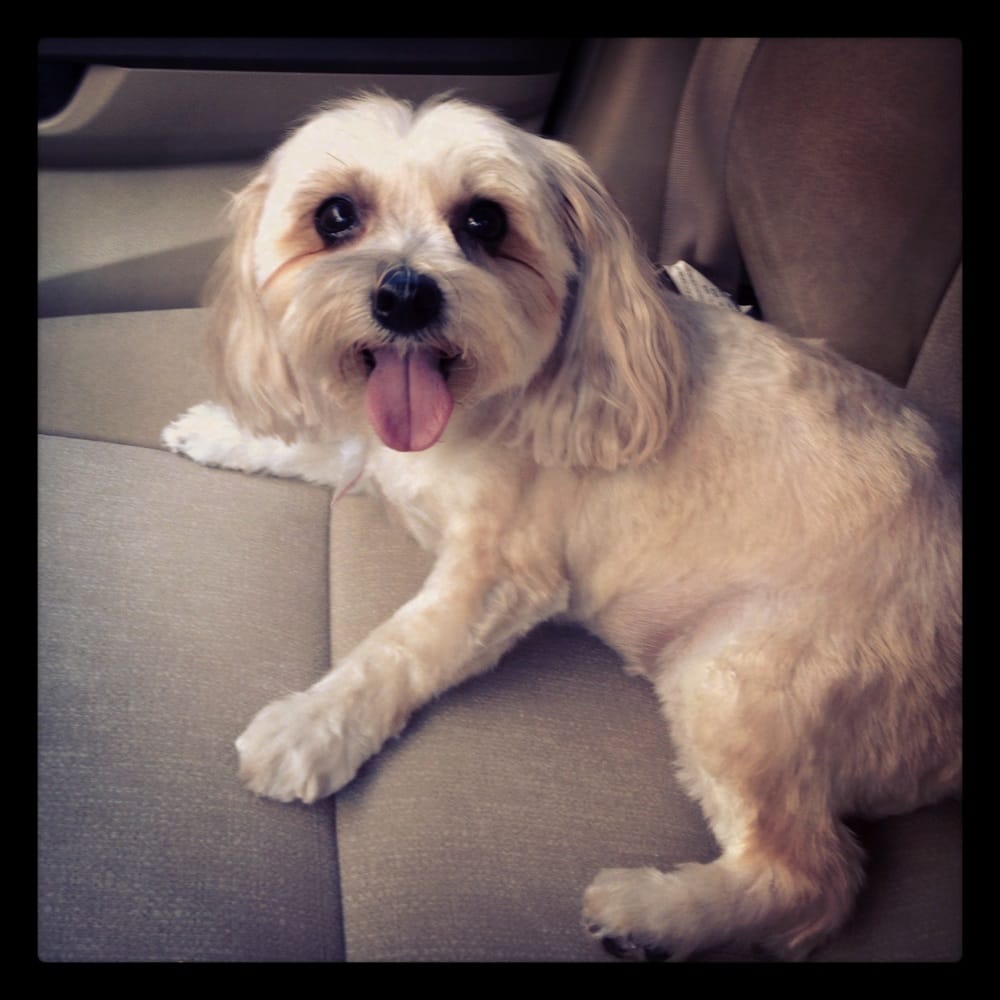 DUPONT GROOMING Updated June 2024 3615 Dupont Ave, Jacksonville