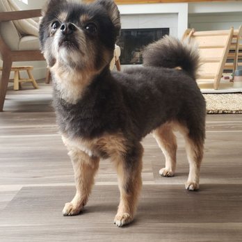 Pet Cuts - Pet Groomers Near Me - San Marcos, California