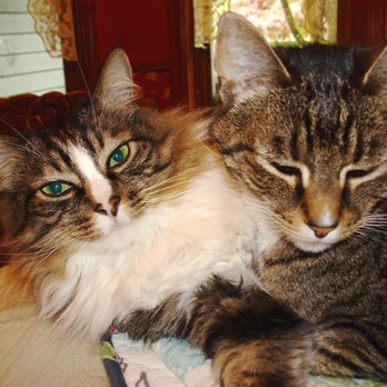 All The Best Pet Care - Pet Stores Near Me - Redmond, Washington
