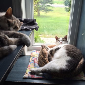 Bekkers Pet Care - some kitties lounging in Bekkers' cat suites - all with a window! - Pet Sitting Near Me - Stittsville, Ontario Bekkers Pet Care - some kitties lounging in Bekkers' cat suites - all with a window! - Pet Sitting Near Me - Stittsville, Ontario