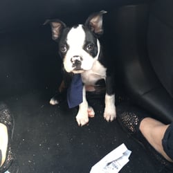 Bad To the Bone Grooming Salon - Sammy and the complimentary tie!