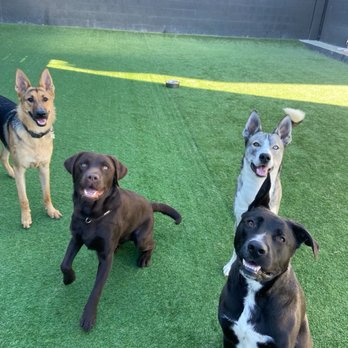 Bark Collective - Bronx and friends - Dog Walkers Near Me - Costa Mesa, California Bark Collective - Bronx and friends - Dog Walkers Near Me - Costa Mesa, California