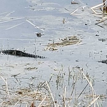 Orlando Wetlands - Alligator - Parks Near Me - Christmas, Florida