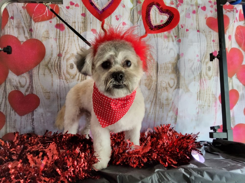 ROYAL PAW SERVICES Updated June 2024 6010 E Hillsborough Ave, Tampa