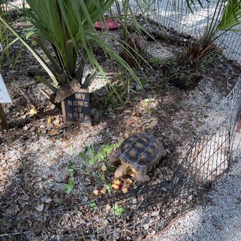 Babcock Ranch Eco Tours - Toby the Tortoise - Tours Near Me - Punta Gorda, Florida