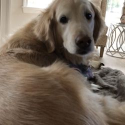A Clear Alternative - Goldie lives the new water system