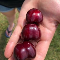 Hallstedt Homestead Cherries - And the taste matches the size!