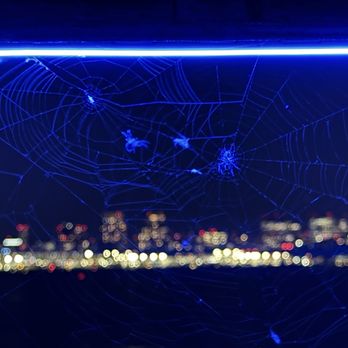 City Cruises - Lots of spiders all over - Venues & Event Spaces Near Me - Washington, DC, District of Columbia City Cruises - Lots of spiders all over - Venues & Event Spaces Near Me - Washington, DC, District of Columbia