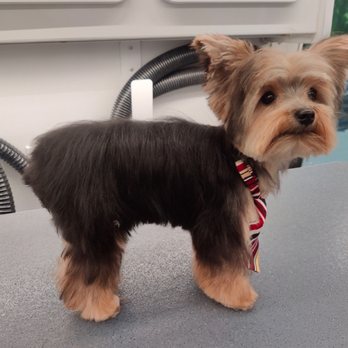 Sunset Grooming - Teddy looking sharp after his grooming service - Pet Groomers Near Me Sunset Grooming - Teddy looking sharp after his grooming service - Pet Groomers Near Me
