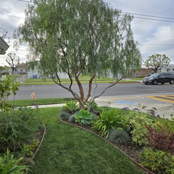 Moon Valley Nurseries - Pepper Tree - Landscaping Near Me - Torrance, California Moon Valley Nurseries - Pepper Tree - Landscaping Near Me - Torrance, California
