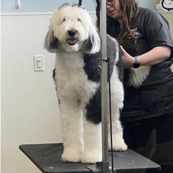 BLAIN'S FARM & FLEET - Jackson, MI - A great grooming experience with Alex.