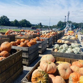 Councell Farms - Pumpkin display. - Pumpkin Patches Near Me - Cordova, Maryland
