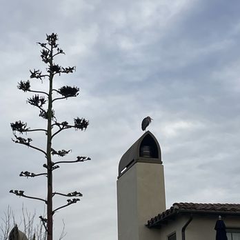 Terranea Resort - Animal sighting - Resorts Near Me - Rancho Palos Verdes, California Terranea Resort - Animal sighting - Resorts Near Me - Rancho Palos Verdes, California