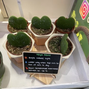 Grow a Leaf Shop - hoya kemi - Nurseries & Gardening Near Me - Arcadia, California
