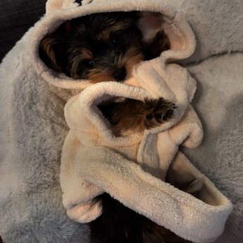 Ocean Yorkie's - Teacup Yorkie (Brownie) - Pet Adoption Near Me