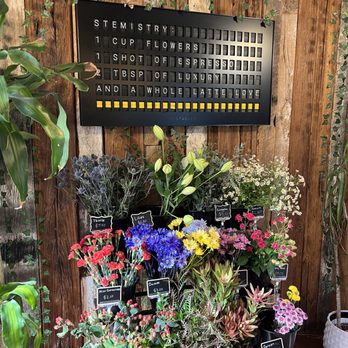 Stemistry - a display of flowers and plants - Coffee & Tea Near Me - Phoenix, Arizona Stemistry - a display of flowers and plants - Coffee & Tea Near Me - Phoenix, Arizona