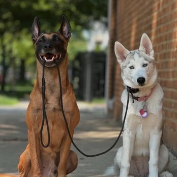 Sit Means Sit Dog Training Chicago - Our girl, Mysa on the right. With the trainer's dog on the left, holding her leash on a busy sidewalk in the city - Pet Training Near Me - Chicago, Illinois