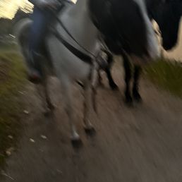 Oh and this is one of the pictures the leader of the group from the ranch took of us !