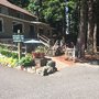 Photo of The Firs