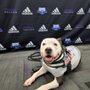 Photo of Advanced Animal Health