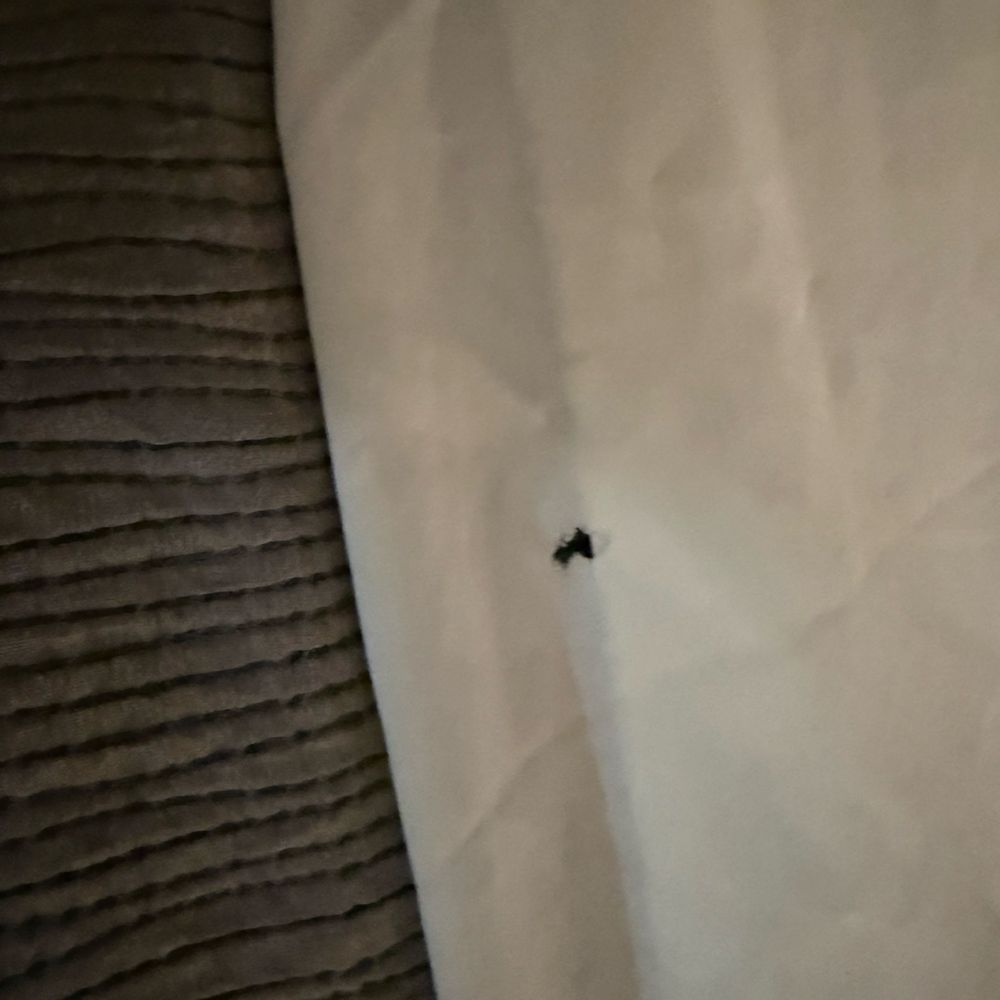 Quality Inn Gaffney I-85 - Blood stain on blanket - Hotels Near Me - Gaffney, South Carolina