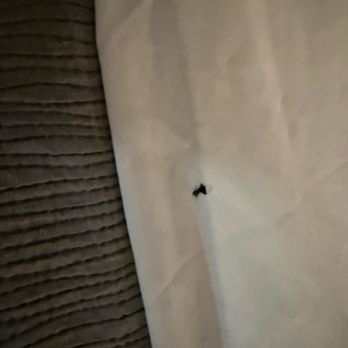 Quality Inn Gaffney I-85 - Blood stain on blanket - Hotels Near Me - Gaffney, South Carolina Quality Inn Gaffney I-85 - Blood stain on blanket - Hotels Near Me - Gaffney, South Carolina