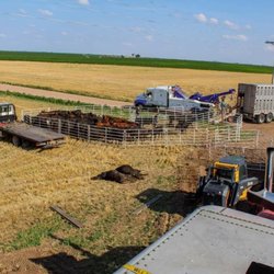 T&B Towing - Cleaning up a cattle wagon that laid over