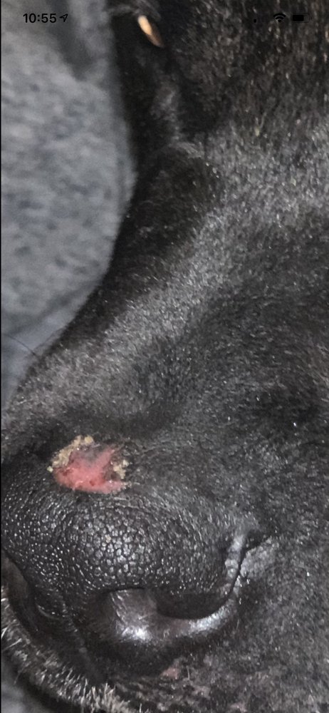 Best Boarding Kennel Image