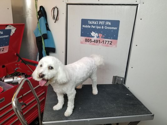 tashas pet daycare and spa