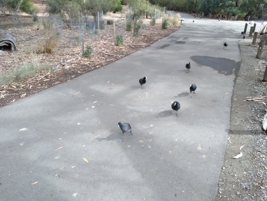 Cleland Wildlife Park by null