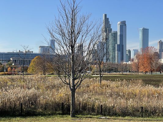 Northerly Island Park by null