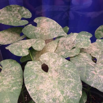 Behind the Seeds - Leafminer flies has invaded! - Tours Near Me - Orlando, Florida