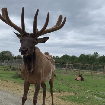 Olympic Game Farm - Elk King - Zoos Near Me - Sequim, Washington Olympic Game Farm - Elk King - Zoos Near Me - Sequim, Washington