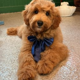 A beautifully groomed boy!